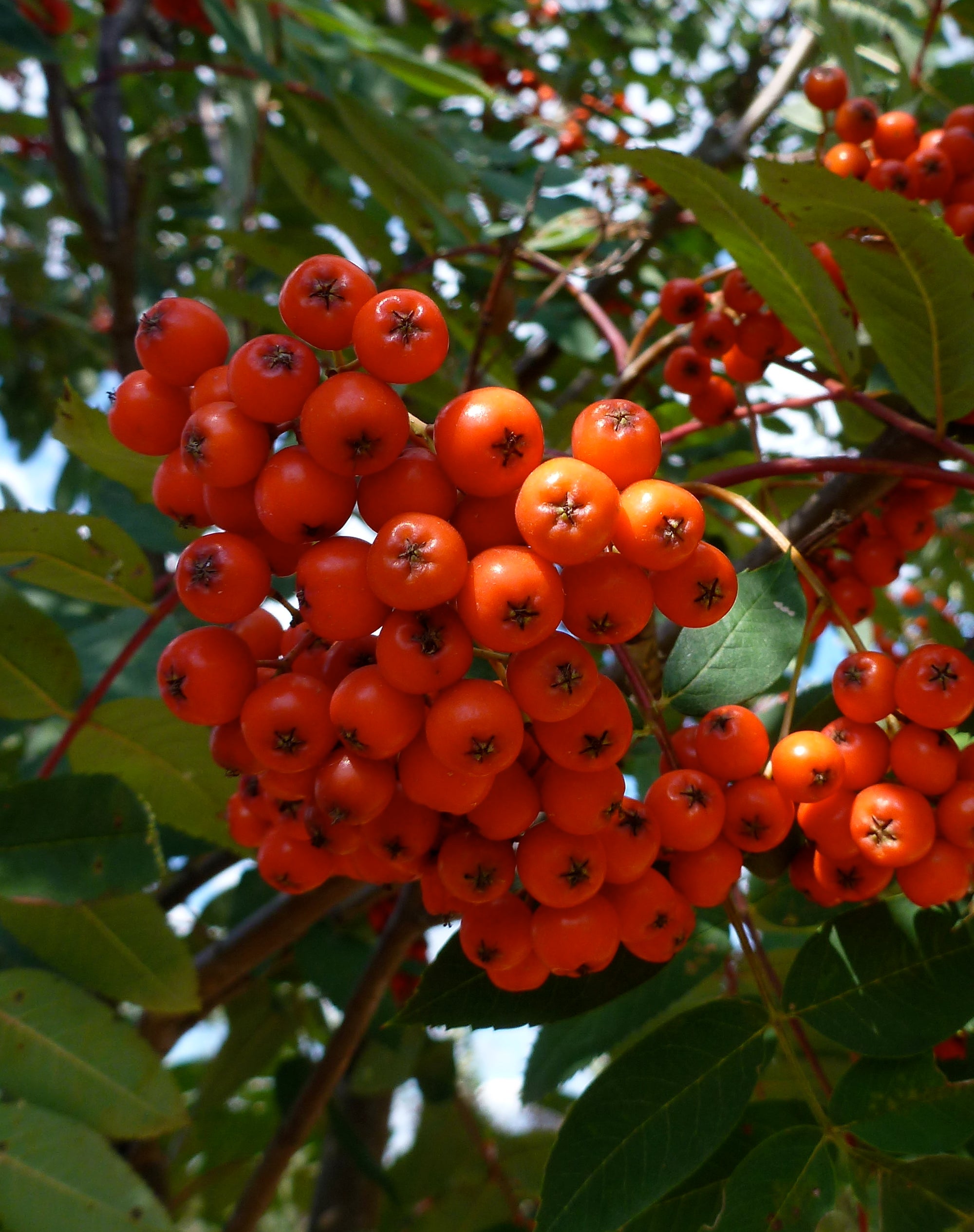 Sorbus decora Showy Mountainash