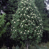 Sorbus thuringiaca Fastigiata Oakleaf Mountainash