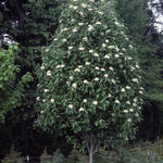 Sorbus thuringiaca Fastigiata Oakleaf Mountainash