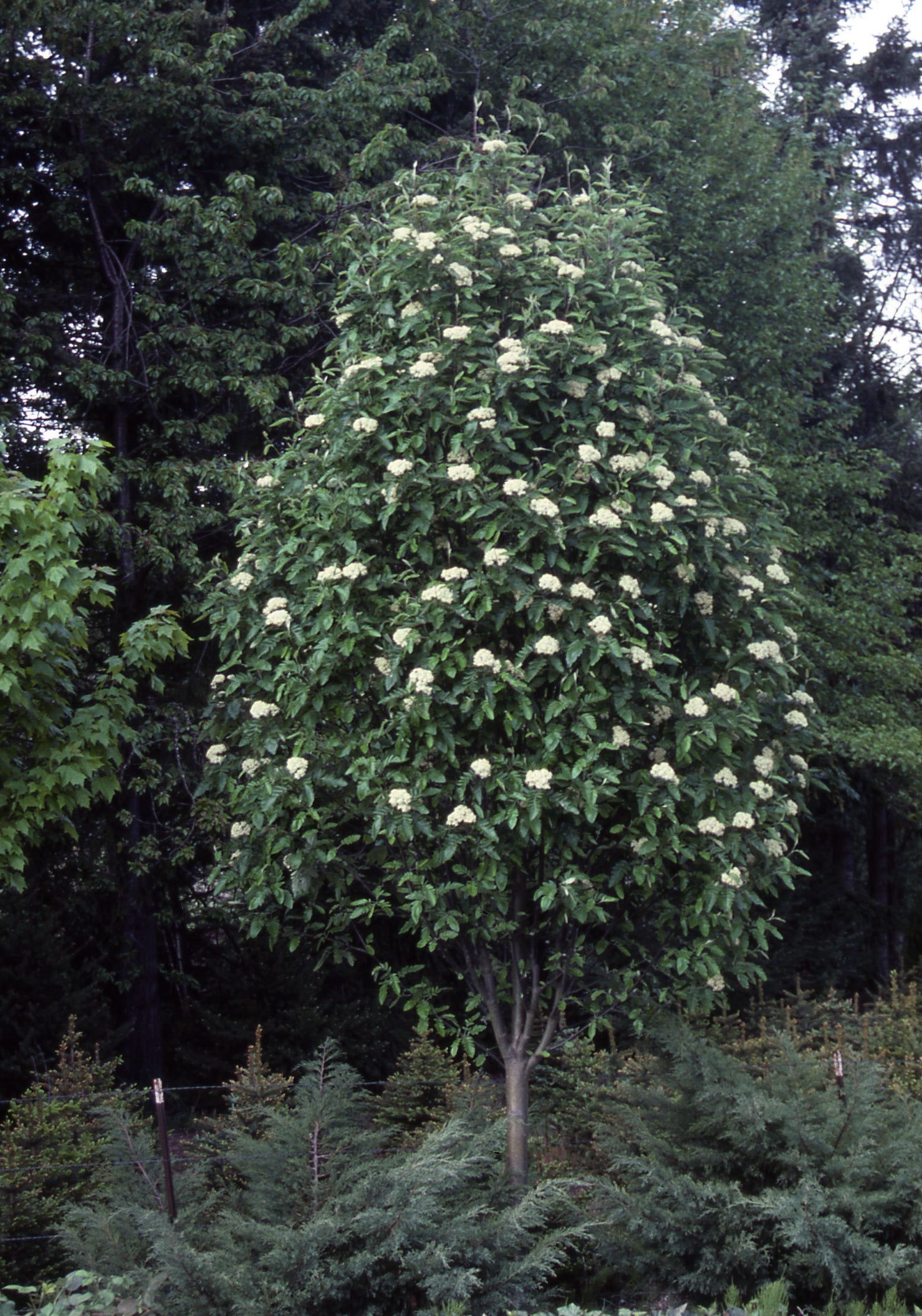 Sorbus thuringiaca Fastigiata Oakleaf Mountainash