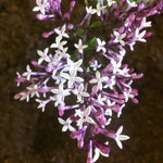 Syringa pubescens subsp. julianae Hers Weeping Lilac