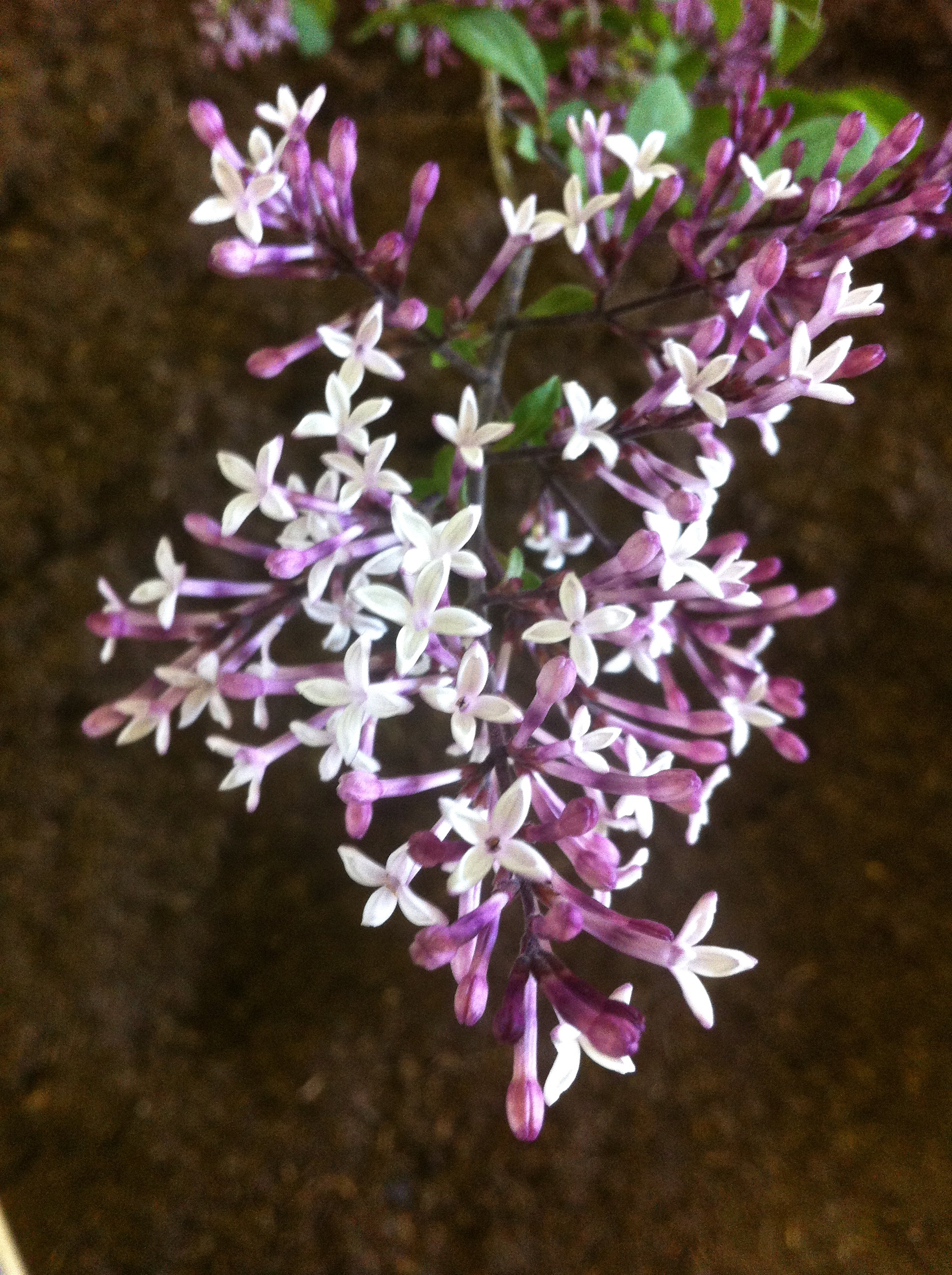 Syringa pubescens subsp. julianae Hers Weeping Lilac