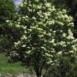 Syringa reticulata Ivory Silk COPF Ivory Silk Tree Lilac