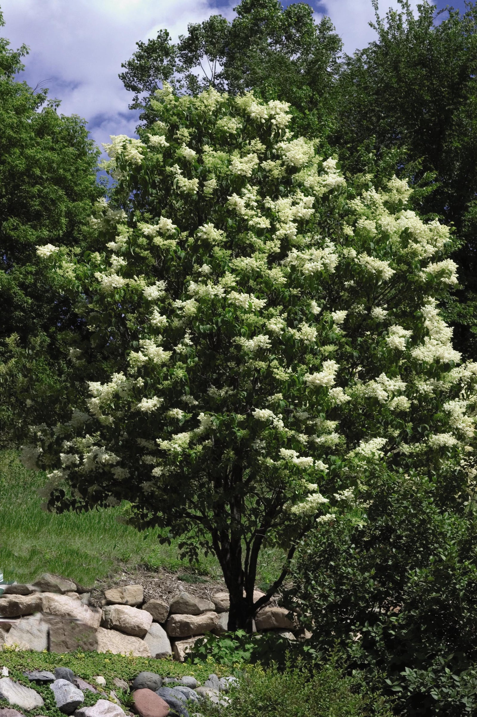 Syringa reticulata Ivory Silk COPF Ivory Silk Tree Lilac