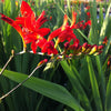 Crocosmia x Lucifer Monbretia