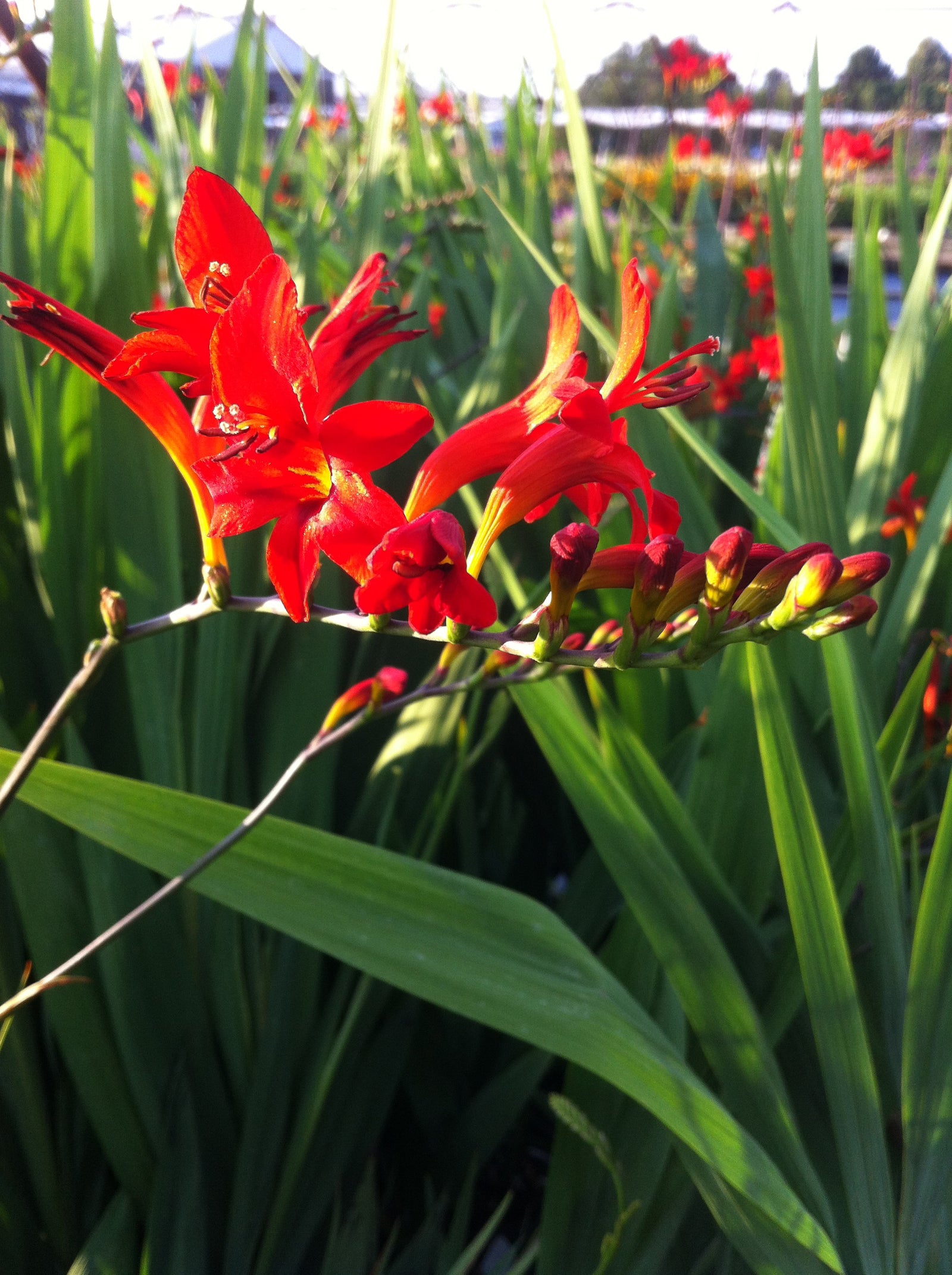 Crocosmia x Lucifer Monbretia