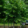 Tilia americana Basswood