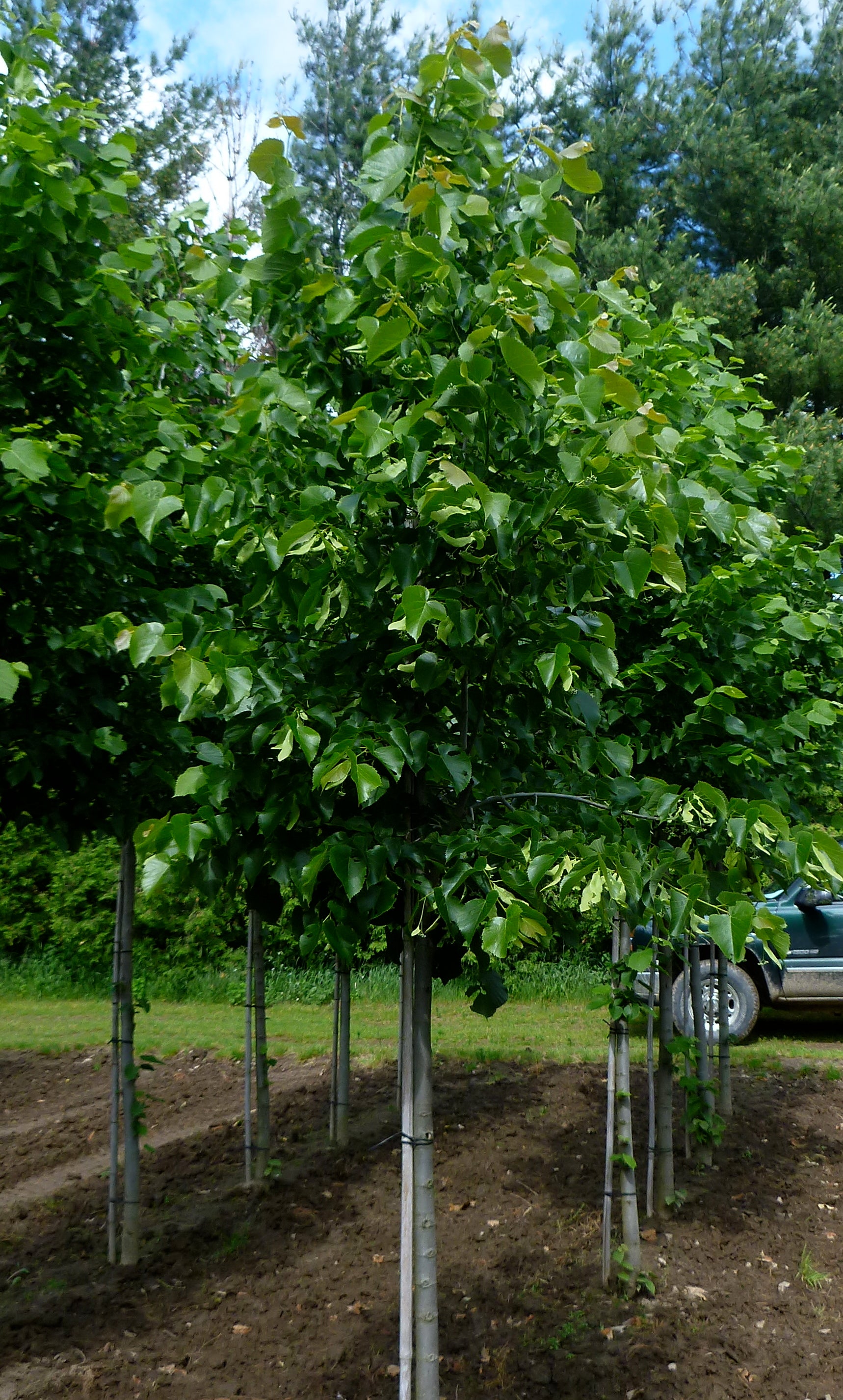 Tilia americana Basswood