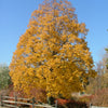 Tilia cordata Corinthian Corzam Corinthian Linden