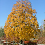 Tilia cordata Corinthian Corzam Corinthian Linden