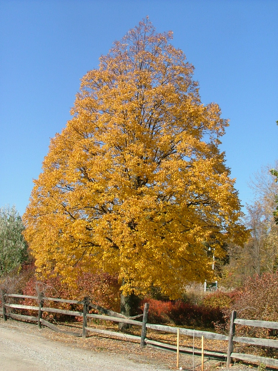 Tilia cordata Corinthian Corzam Corinthian Linden