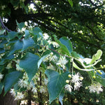 Tilia cordata Greenspire PNI 6025 Greenspire Linden