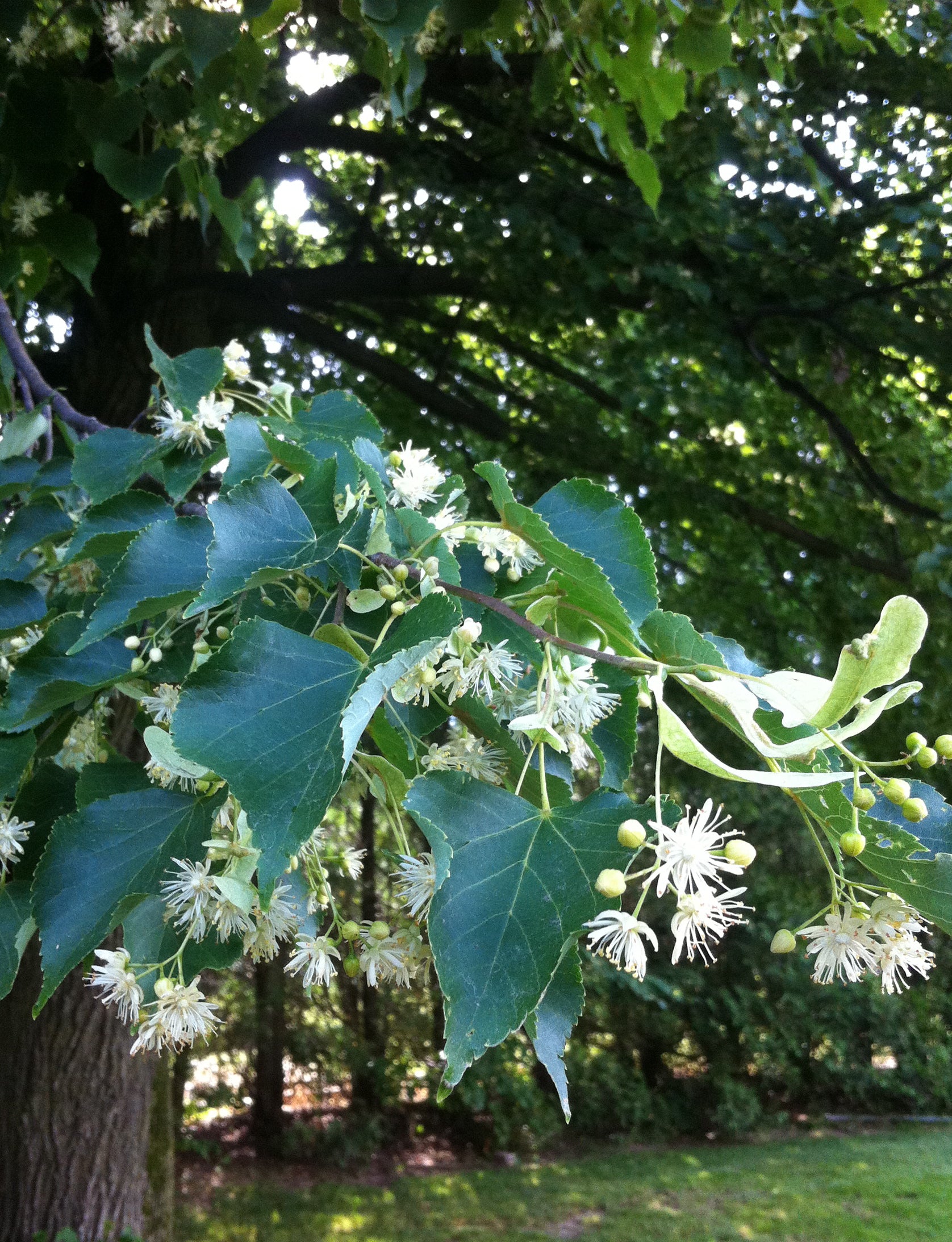 Tilia cordata Greenspire PNI 6025 Greenspire Linden