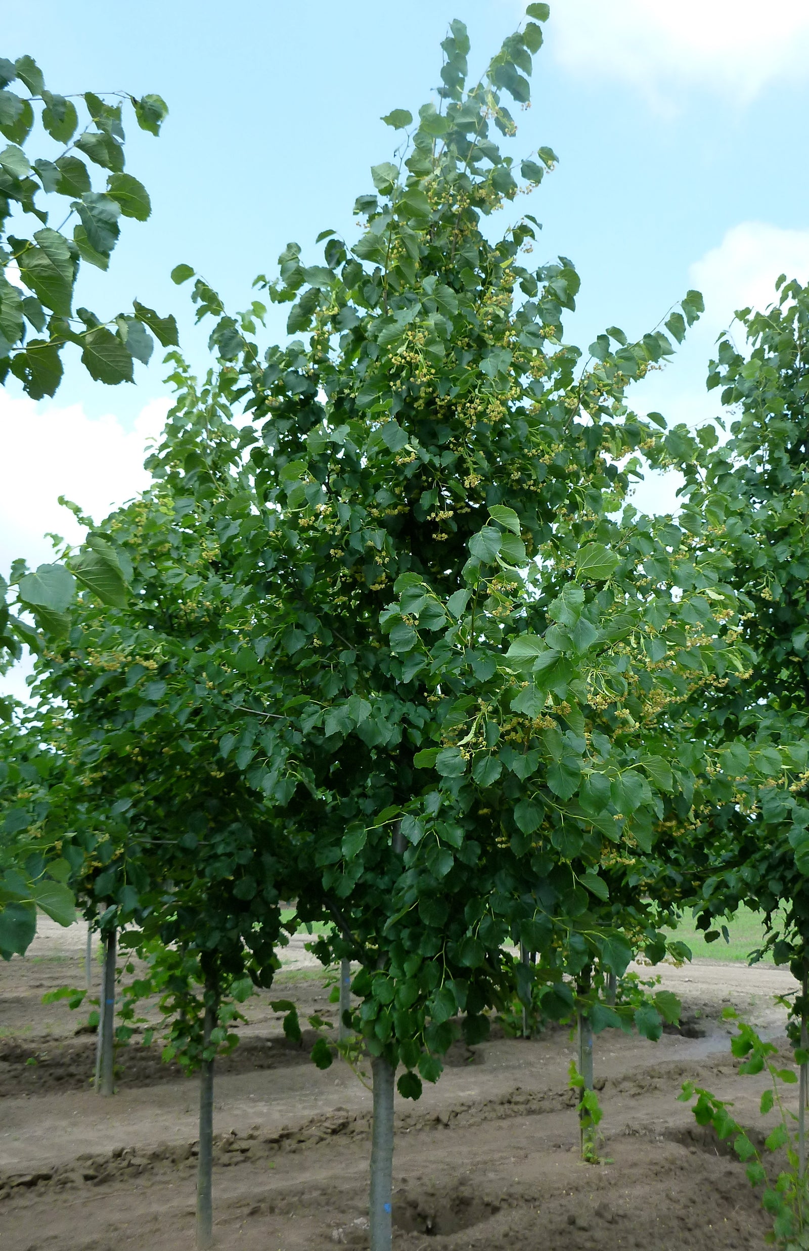 Tilia x flavescens Glenleven Glenleven Linden