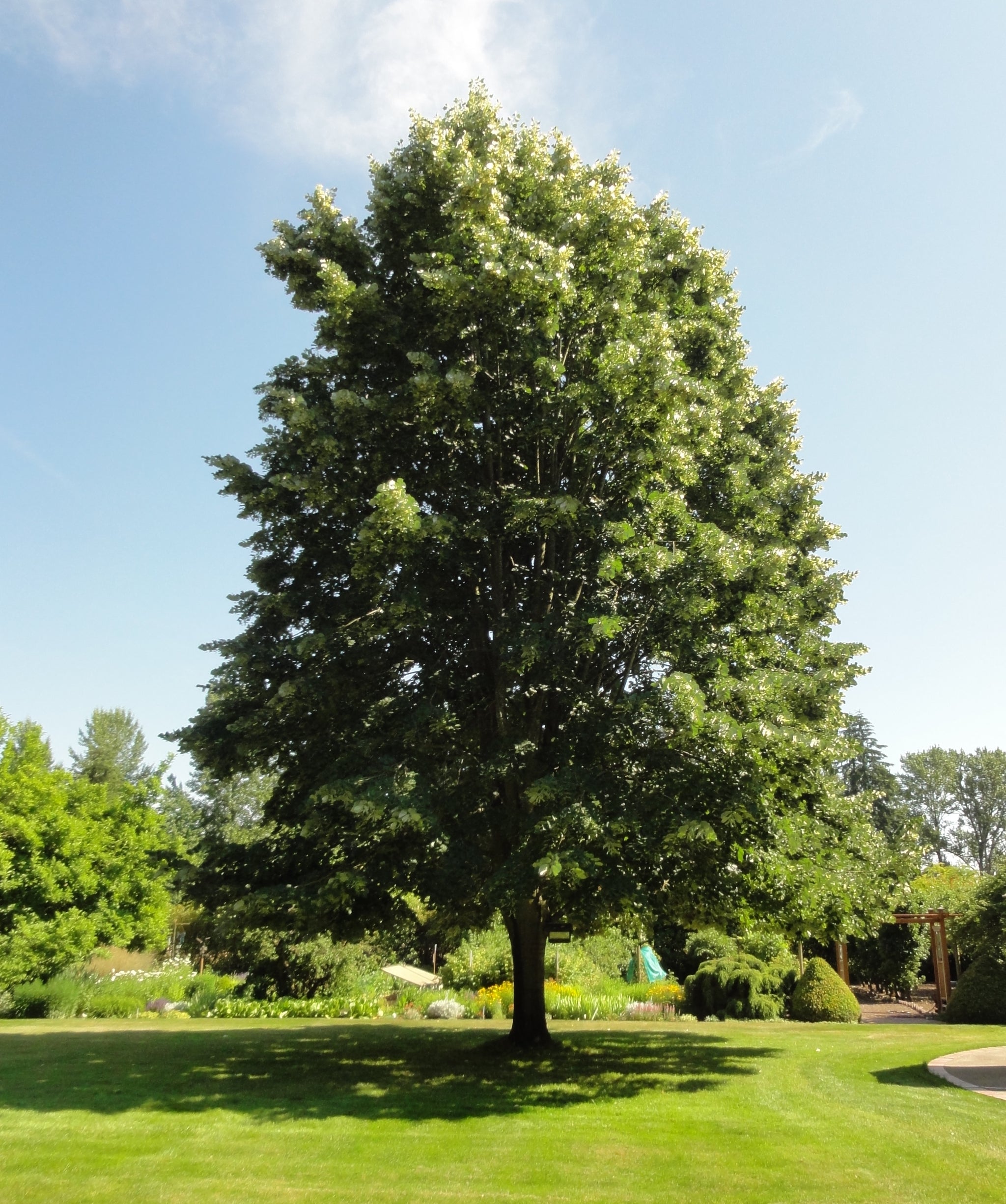 Tilia tomentosa Sterling Silver Sterling Silver Linden