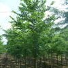 Ulmus americana American Elm