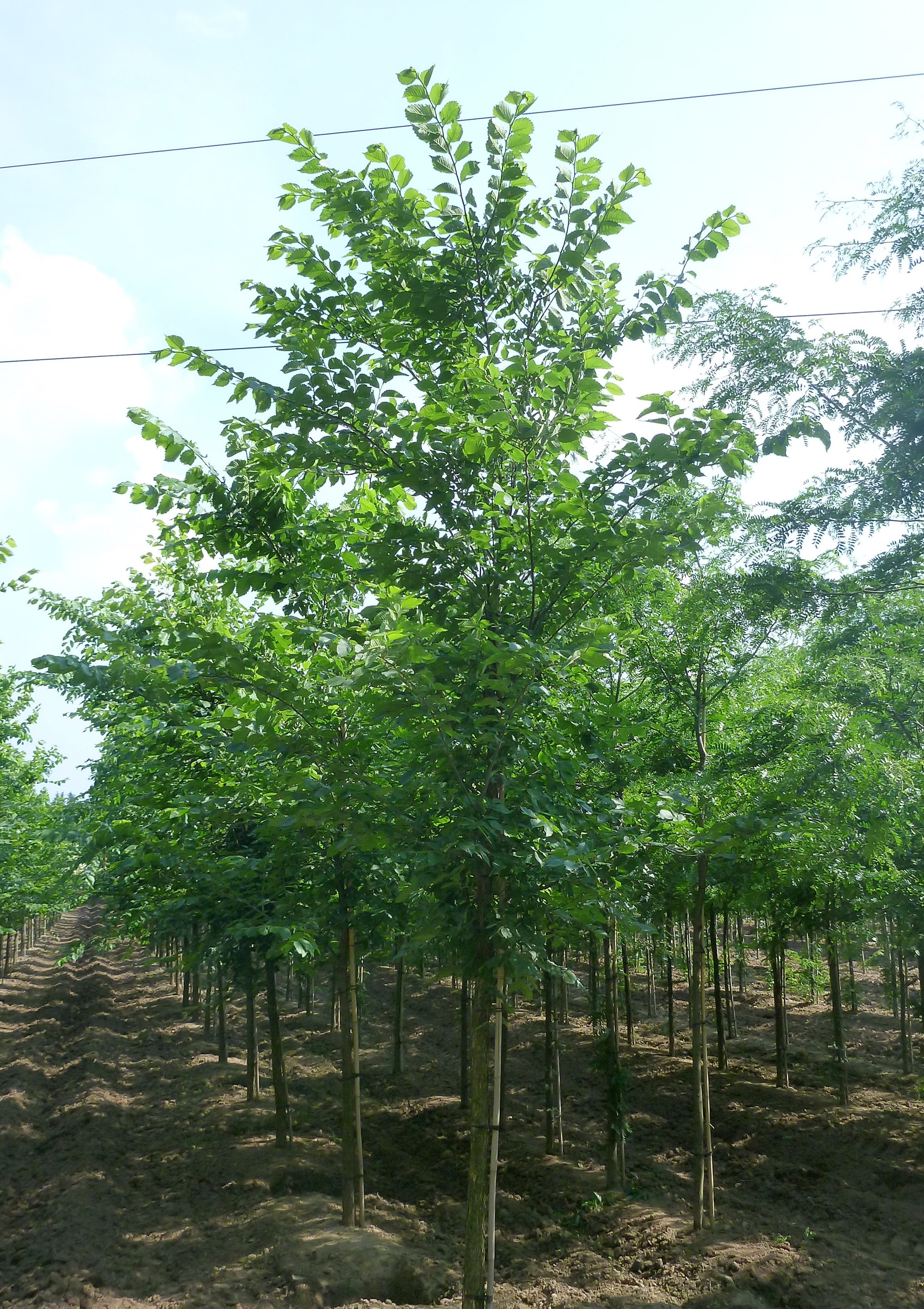 Ulmus americana American Elm