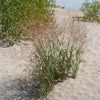 Panicum virgatum Switch Grass