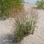 Panicum virgatum Switch Grass