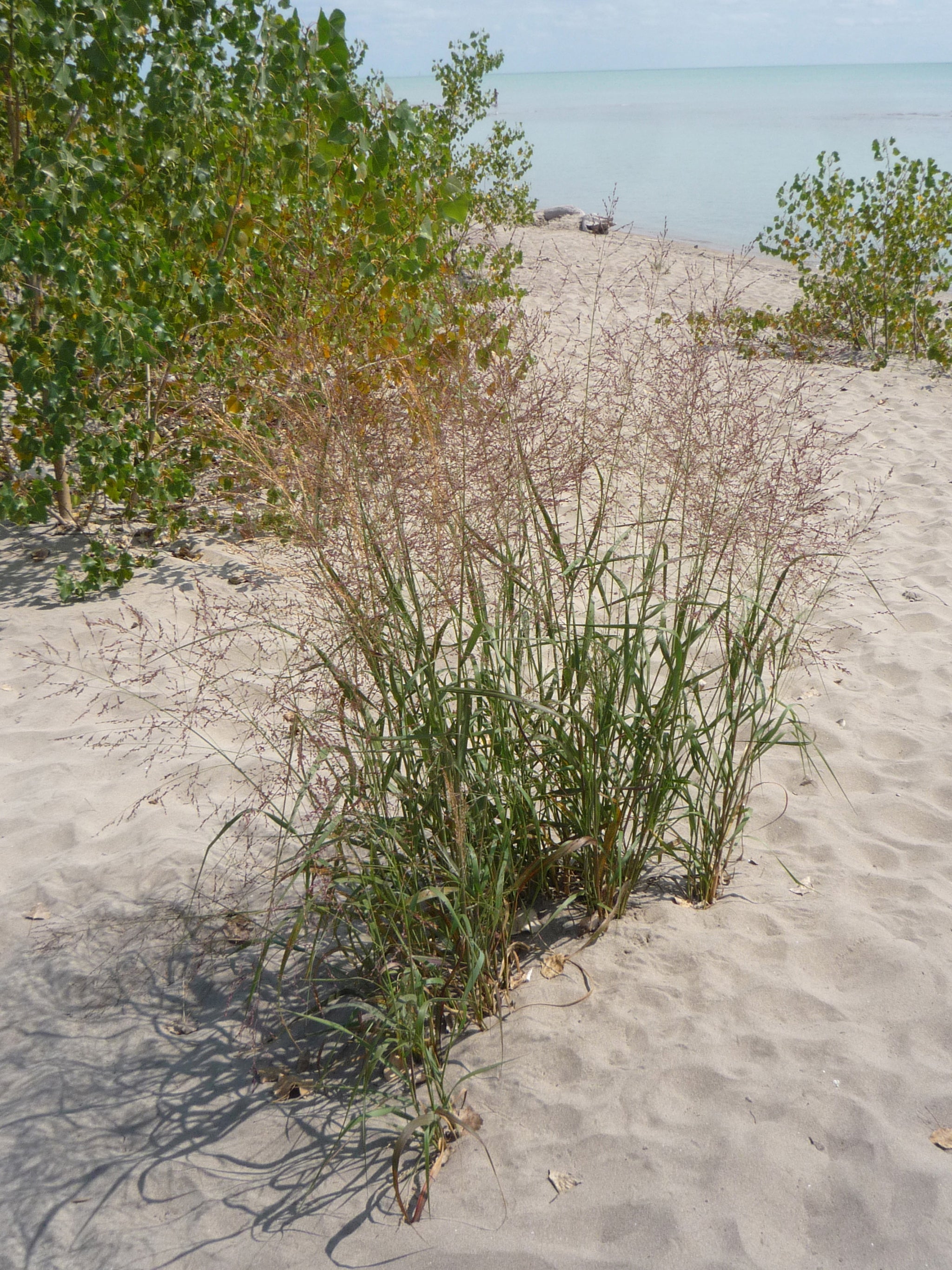 Panicum virgatum Switch Grass