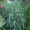 Panicum virgatum Dallas Blues PP11202 Dallas Blues Switch Grass