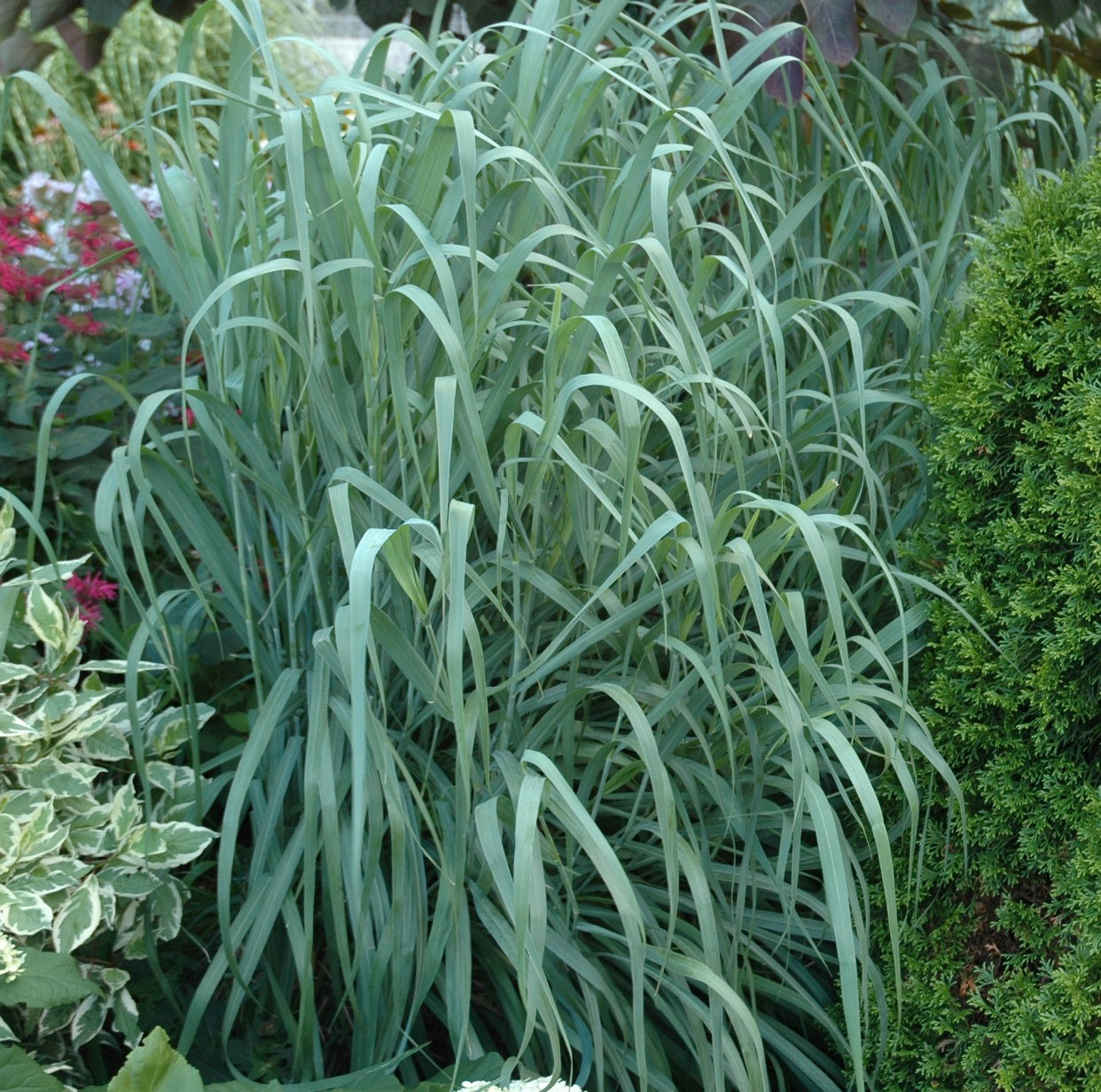 Panicum virgatum Dallas Blues PP11202 Dallas Blues Switch Grass