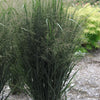 Panicum virgatum Northwind Northwind Switch Grass