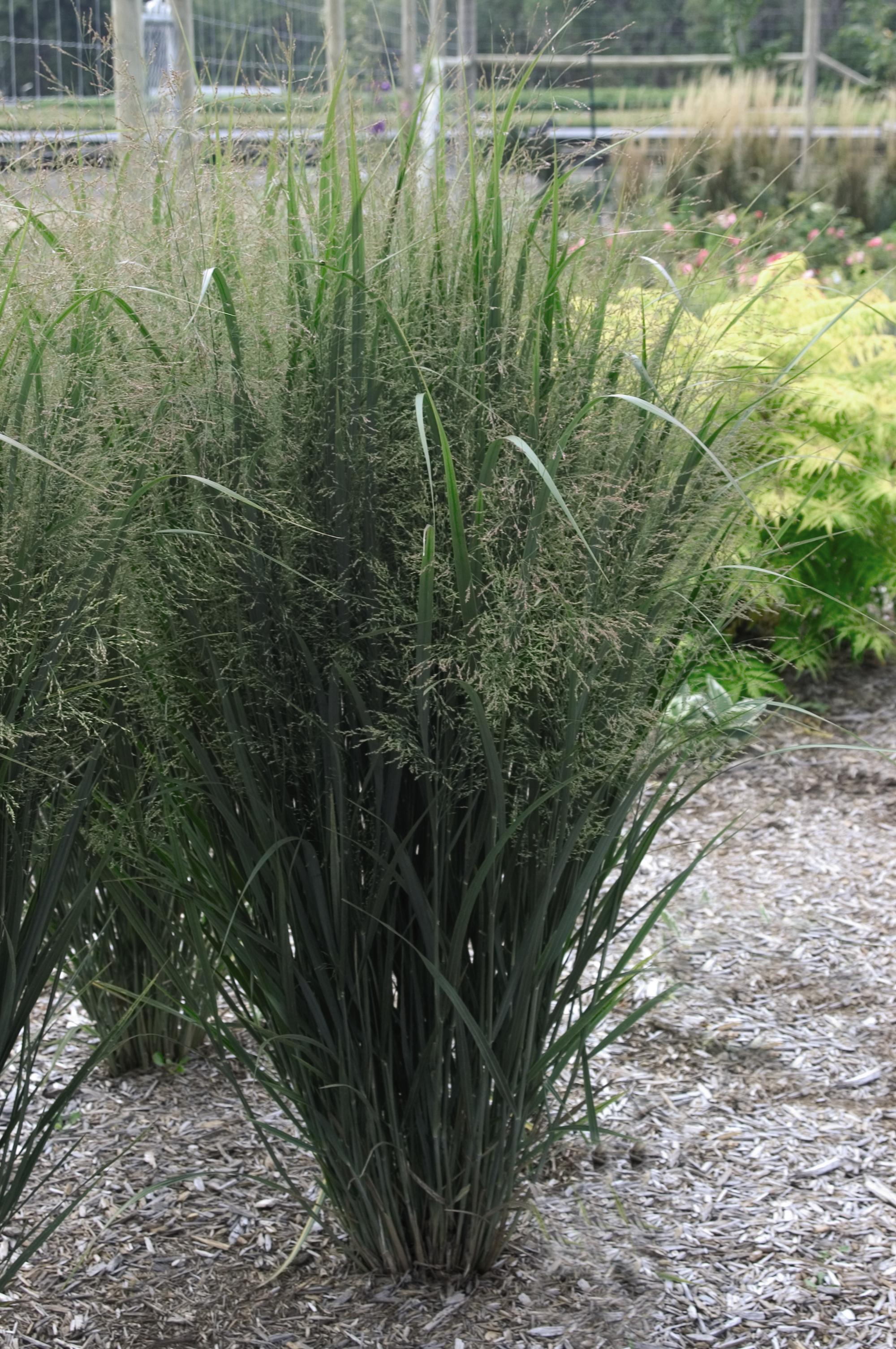 Panicum virgatum Northwind Northwind Switch Grass