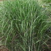 Panicum virgatum Shenandoah Shenandoah Switch Grass