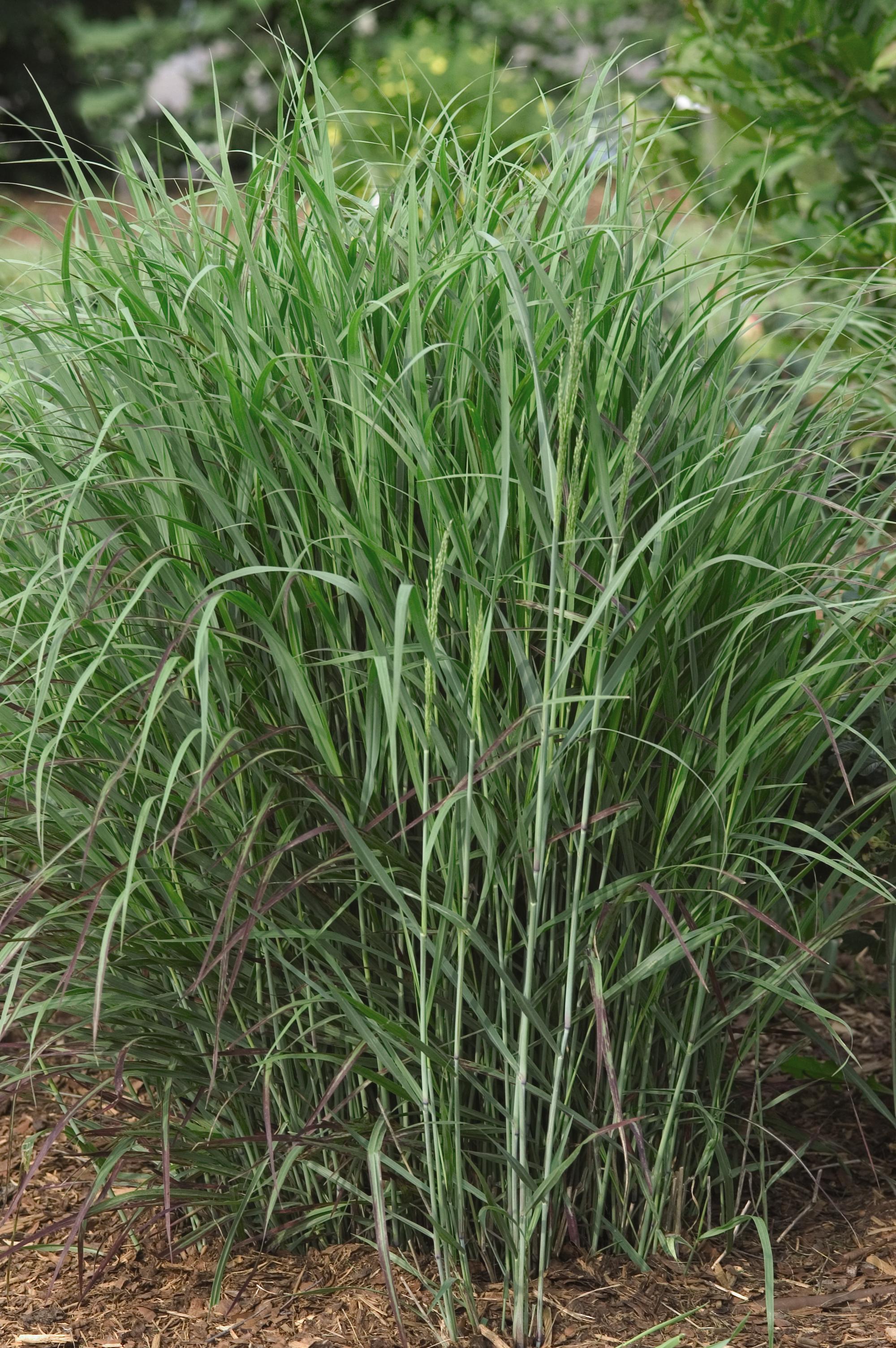 Panicum virgatum Shenandoah Shenandoah Switch Grass