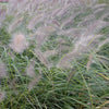 Pennisetum alopecuroides Fountain Grass