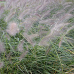 Pennisetum alopecuroides Fountain Grass