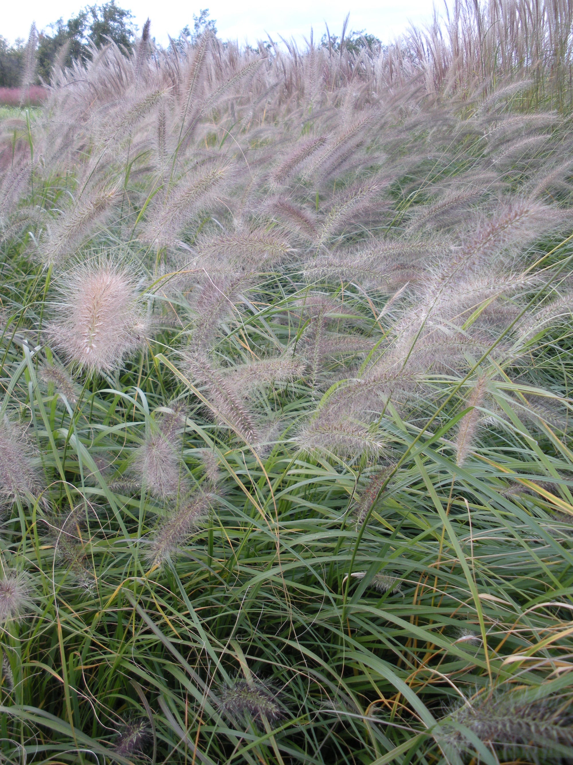 Pennisetum alopecuroides Fountain Grass