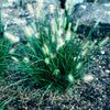 Pennisetum alopecuroides Cassian Cassian Fountain Grass