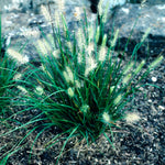 Pennisetum alopecuroides Cassian Cassian Fountain Grass