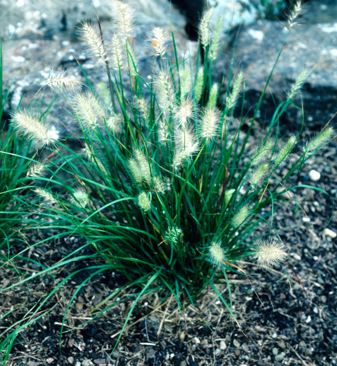 Pennisetum alopecuroides Cassian Cassian Fountain Grass