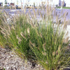 Pennisetum alopecuroides Hameln Dwarf Fountain Grass