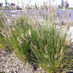 Pennisetum alopecuroides Hameln Dwarf Fountain Grass