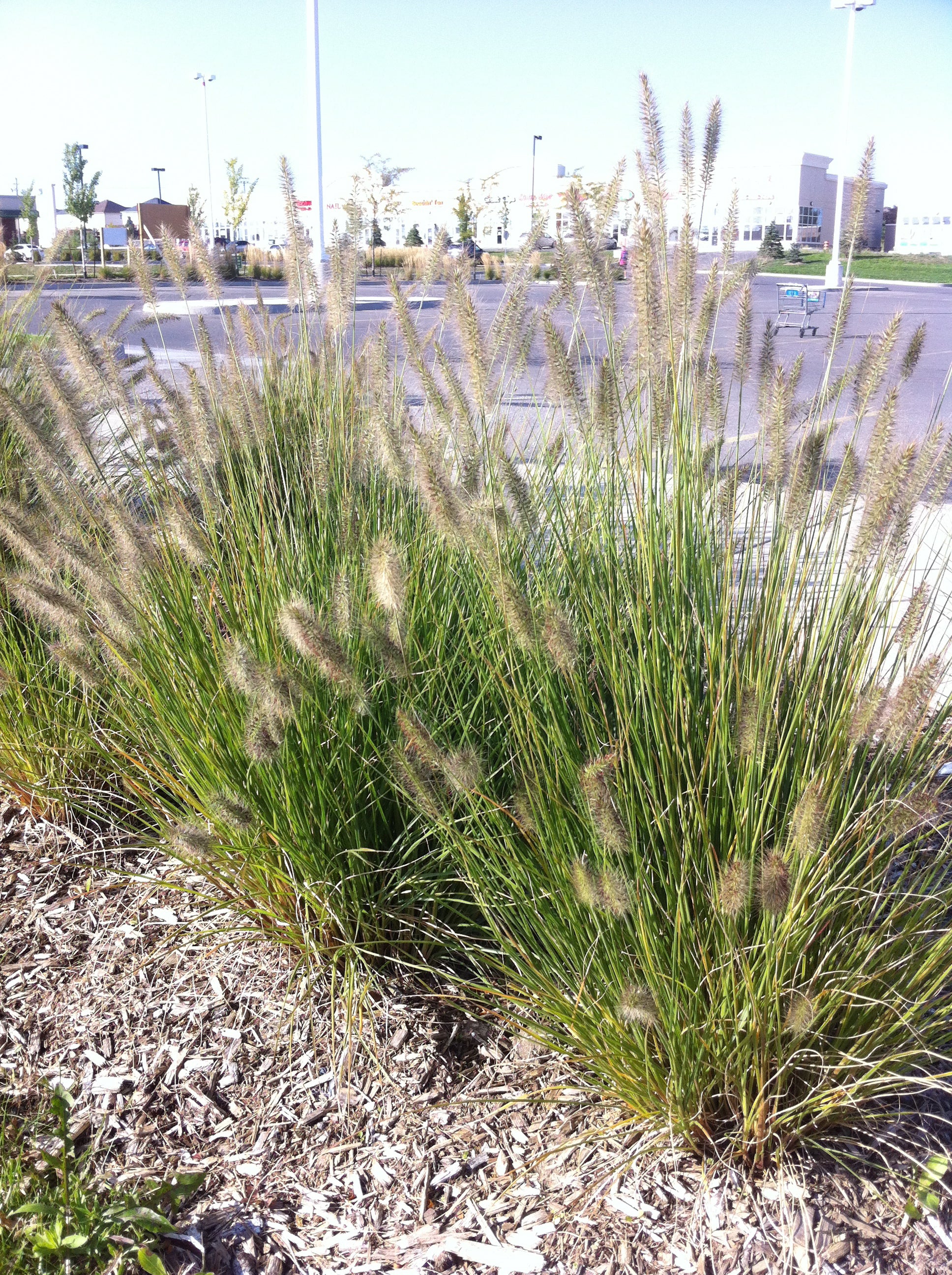 Pennisetum alopecuroides Hameln Dwarf Fountain Grass