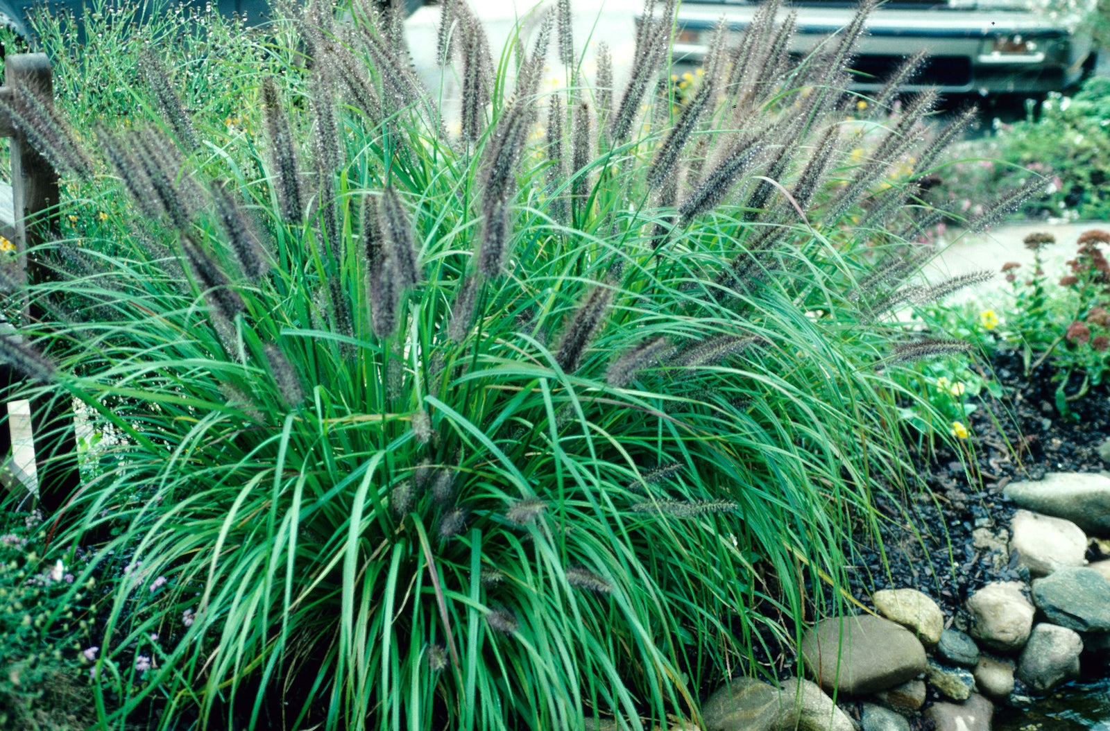 Pennisetum alopecuroides Moudry Black Fountain Grass