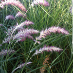 Pennisetum orientale Karley Rose PP12909 Oriental Fountain Grass