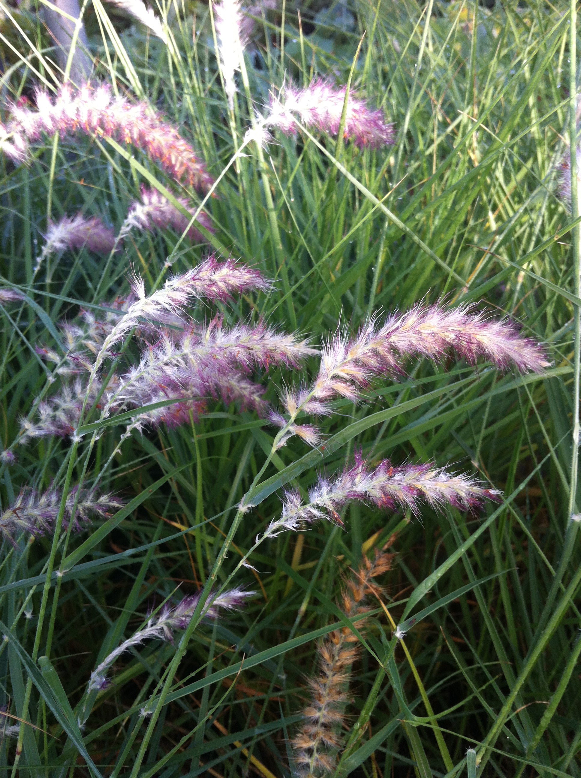 Pennisetum orientale Karley Rose PP12909 Oriental Fountain Grass