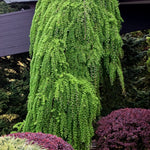 Larix decidua Pendula Weeping European Larch