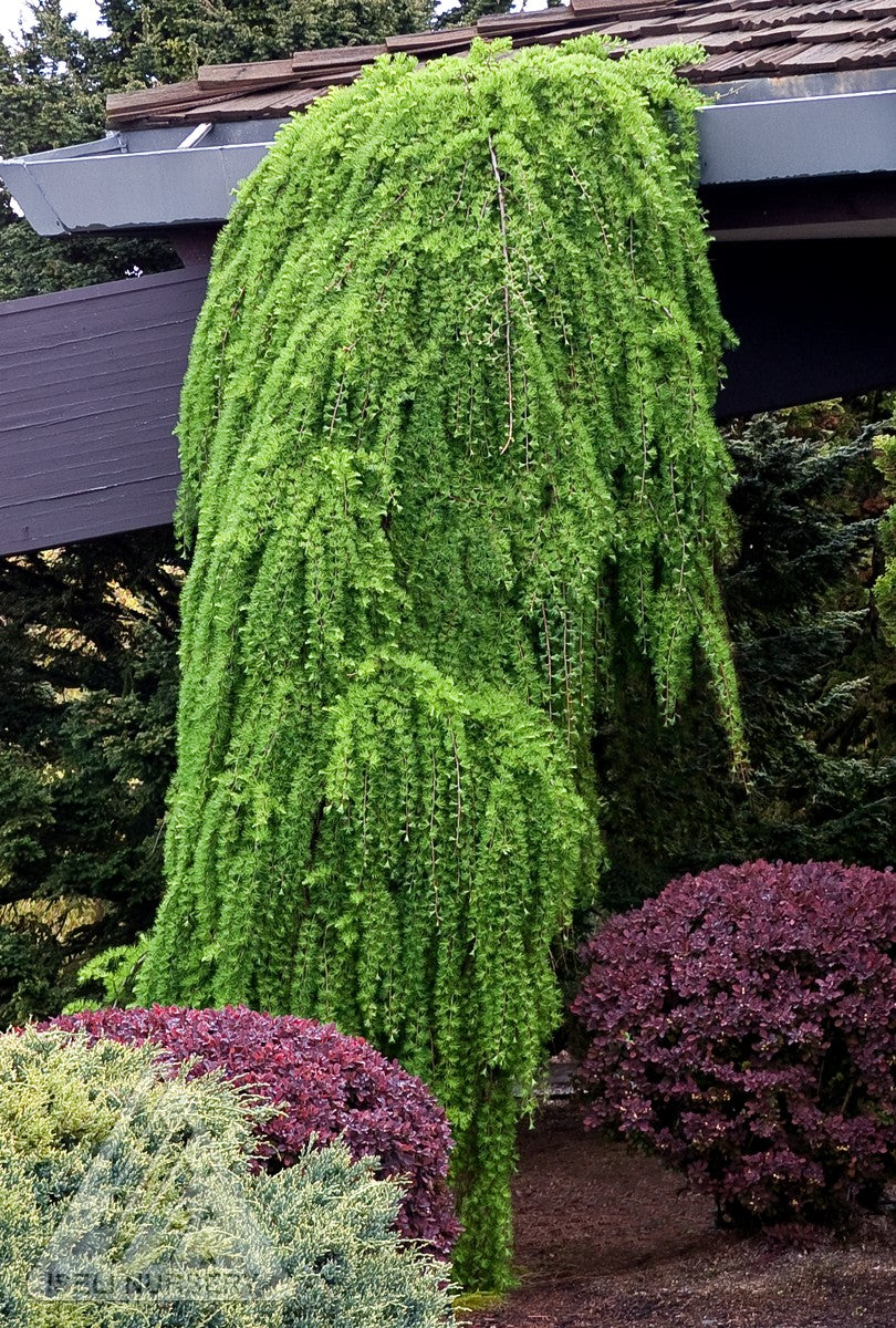 Larix decidua Pendula Weeping European Larch