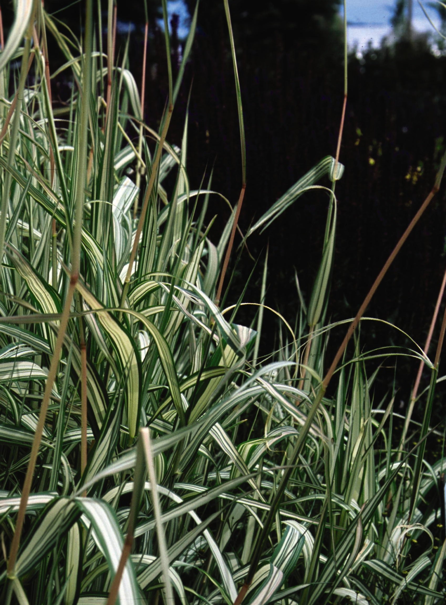 Phalaris arundinacea Strawberries & Cream Feesey's Form Strawberries and Cream Ribbon Grass