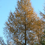 Larix laricina American Larch