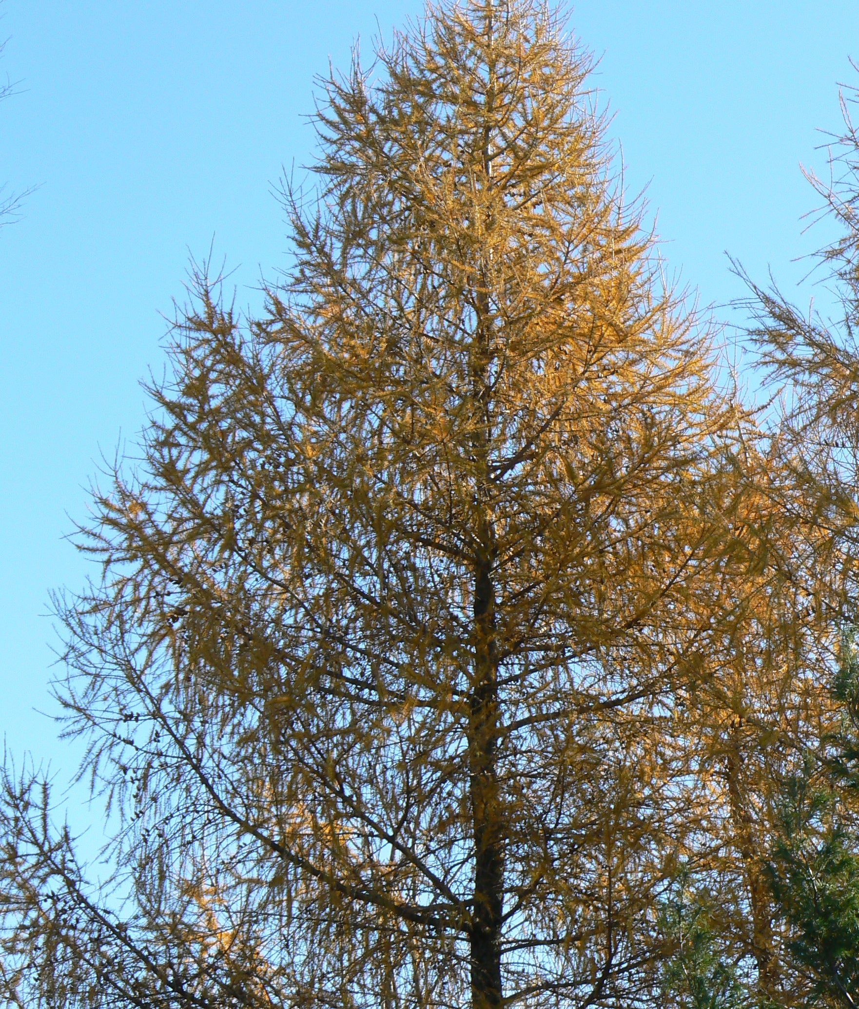 Larix laricina American Larch