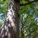 Metasequoia glyptostroboides Dawn Redwood