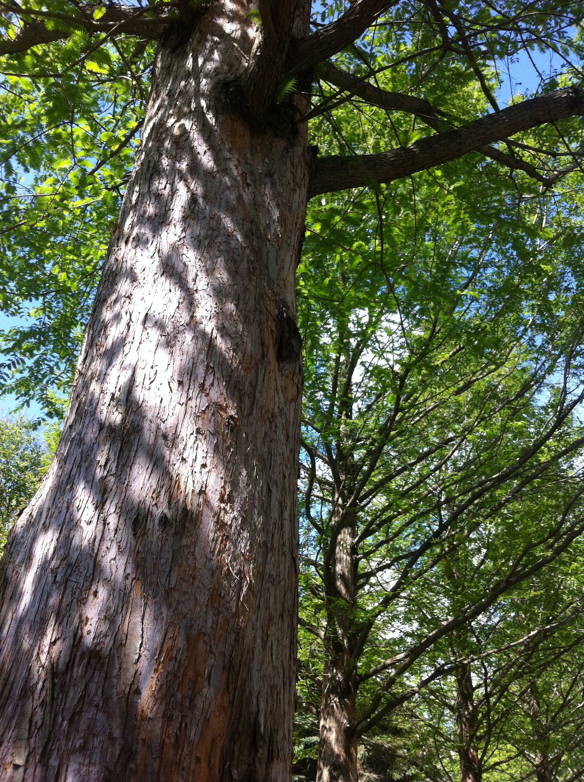 Metasequoia glyptostroboides Dawn Redwood