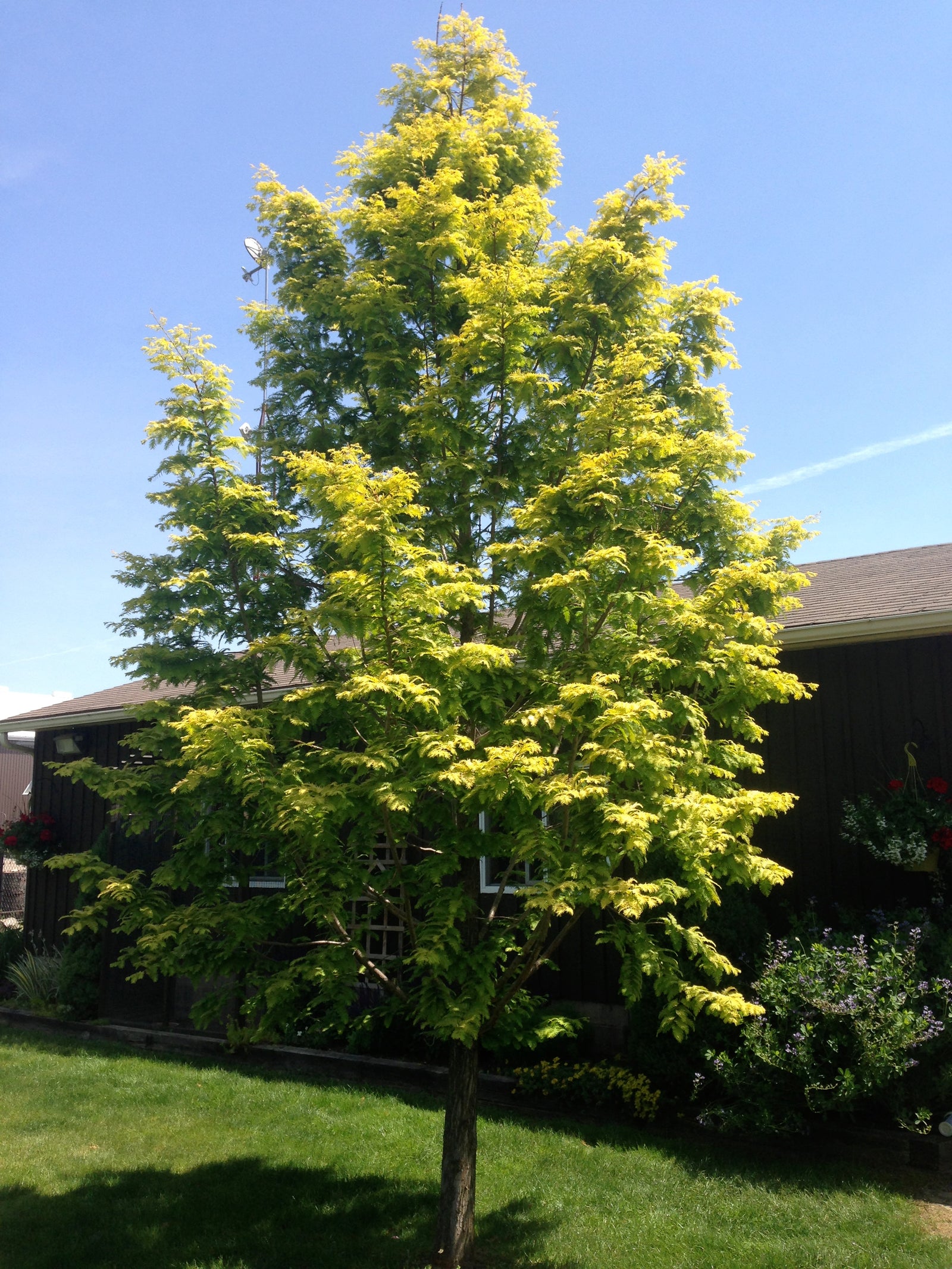 Metasequoia glyptostroboides Gold Rush Gold Rush Dawn Redwood